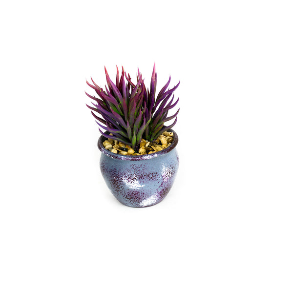 Fiery purple decorative plant, 15 cm high